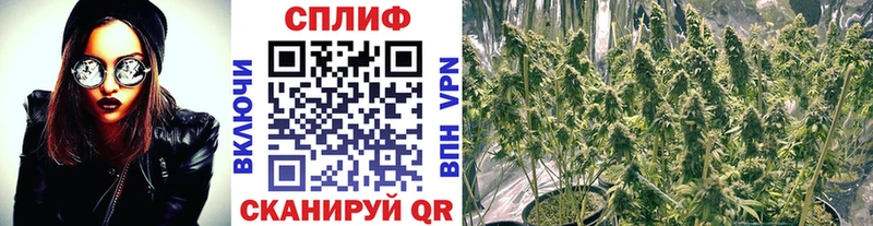 Где купить наркоту Злынка COCAIN  МЕФ  ГАШИШ  АМФ  Каннабис 